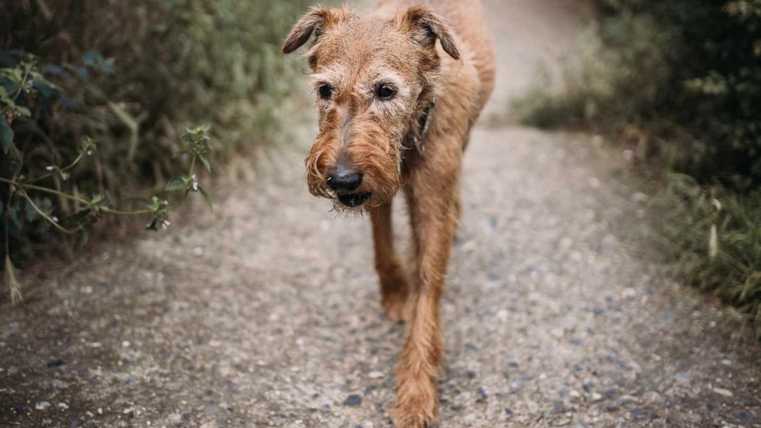 Comment calculer l'âge d'un chien ? La méthode précise en 3 étapes — free download